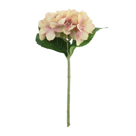 Mooideco - Creme roze hortensia