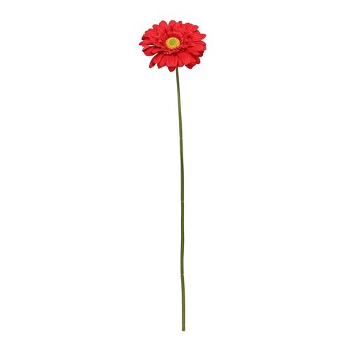 Gerbera Rood