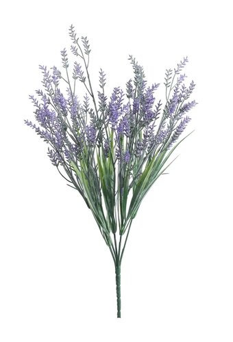 Lavendel bos